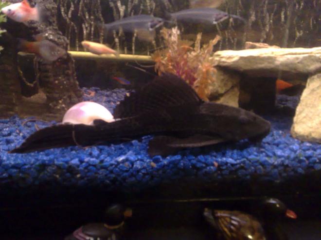 freshwater fish - glyptoperichthys gibbiceps - sailfin pleco (l-83) stocking in 22 gallons tank - my xl pleco about 8" long