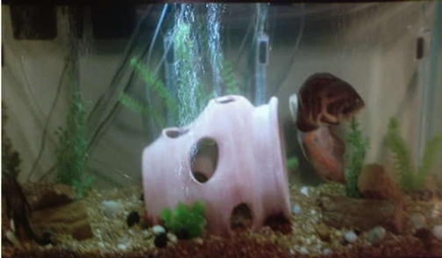 Rated #546: 55 Gallons Freshwater Fish Tank - 55 gallon two adult oscars and plecostomus. by chance I bought a 30 gallon tank with two adult oscars.  so I decide to switch tanks.  after a day of hard work this is what I ended up with.  I like the remodel the 55 gallon is better of the oscars.  In the near future I will add the jack dempseys.  Still using my fossils but removed castle and add the strawberry pot.