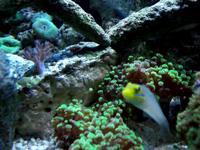 corals inverts - euphyllia paradivisa - frogspawn coral stocking in 24 gallons tank - Angle from Sift's Cave