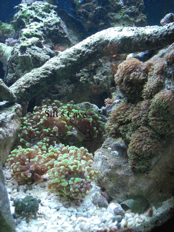 corals inverts - euphyllia paradivisa - frogspawn coral stocking in 24 gallons tank - Sift's Cave