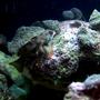 saltwater fish - synchiropus picturatus - spotted mandarin stocking in 24 gallons tank - Mandarin and ricordia