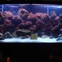 90 gallons freshwater fish tank (mostly fish and non-living decorations) - 90 gallon Malawi cichlid set up