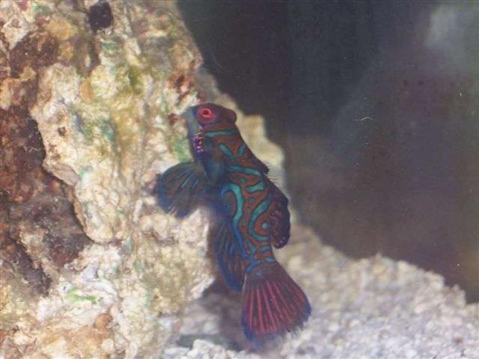 saltwater fish - synchiropus splendidus - green mandarin stocking in 125 gallons tank - Green Mandarin