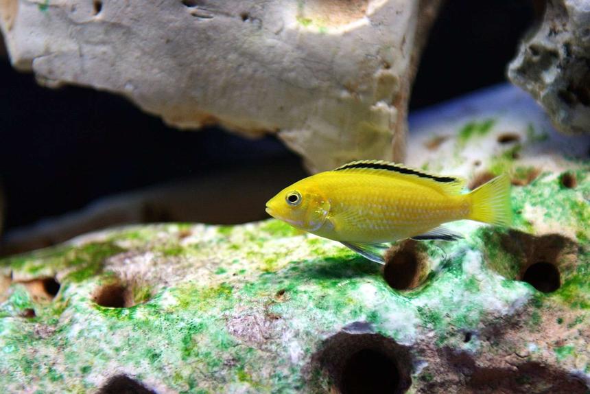 Rated #61: Freshwater Fish - Labidochromis Caeruleus - Electric Yellow Cichlid Stocking In 120 Gallons Tank - labidochromis caeruleus

2 Inches long