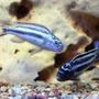 freshwater fish - melanochromis cyaneorhabdos - maingano cichlid stocking in 120 gallons tank - MELANOCHROMIS MAINGANO do not know the sex