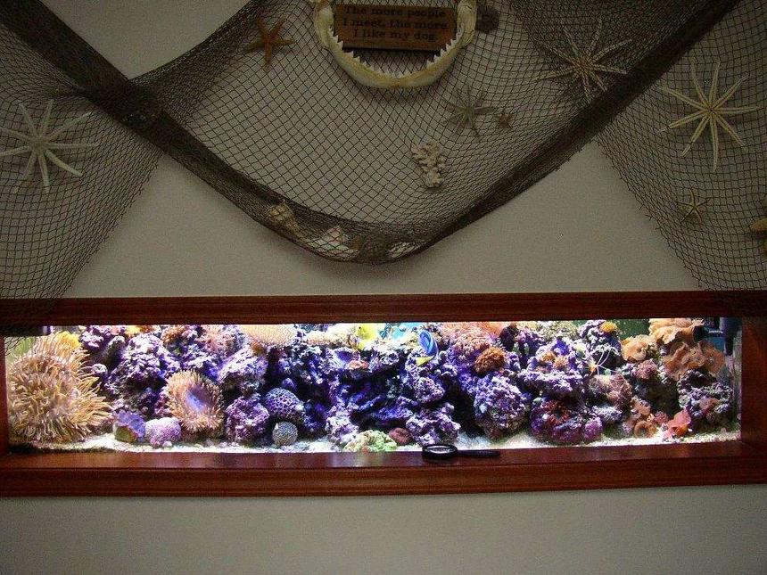 Rated #18: 100 Gallons Reef Tank - 100 gallon mixed reef.
50 gallon sump/refugium