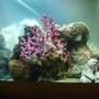 fish tank picture - My Artificial Coral Reef Tank without Fish