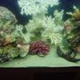 fish tank picture - My Artificial Coral Reef Tank without fish