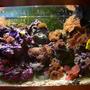 fish tank picture - closeup of far right 1/4 of tank