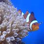 saltwater fish - amphiprion percula - true percula clownfish stocking in 140 gallons tank - Clown in BTA