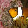saltwater fish - amphiprion ocellaris - ocellaris clownfish stocking in 140 gallons tank - Macro shot of clown and her babies