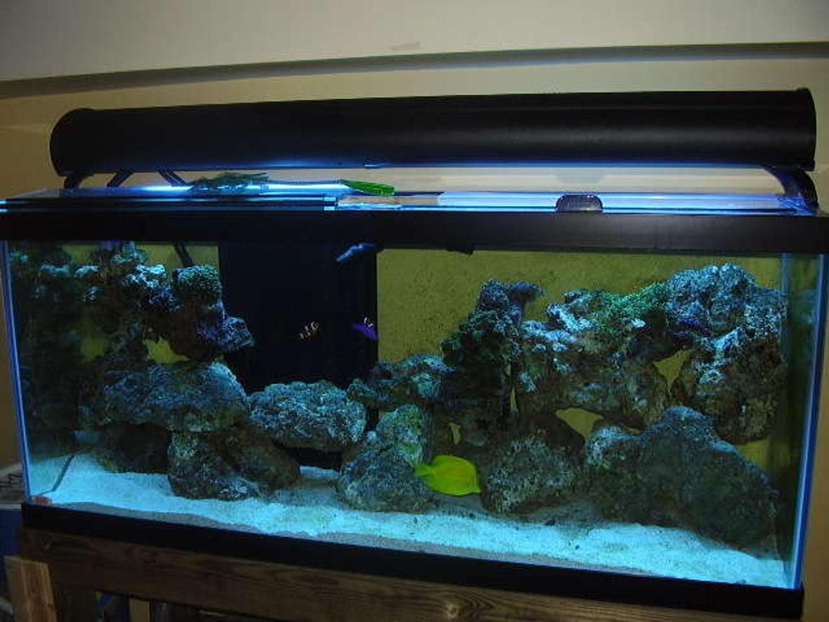 75 gallons reef tank (mostly live coral and fish) - With just the atinics on