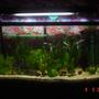 16 gallons planted tank (mostly live plants and fish) - 36 x 18 x 21 Fresh Water Tank Plants: Vallisneria G. Cabamba Carolinia Rotala Fren Substrate: Aquabasic Gravels: 1-2 mm Gravels Fish: Angels (Locally Bred) Barbs Sharks Gourami (sole survivor of the 16 Gal tank)
