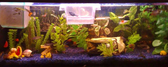 22 gallons freshwater fish tank (mostly fish and non-living decorations) - just added some new plants