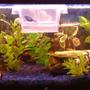 22 gallons freshwater fish tank (mostly fish and non-living decorations) - just added some new plants