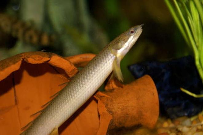 freshwater fish - polypterus weeksii - weeksii bichir stocking in 55 gallons tank - senegal bichir