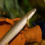 freshwater fish - polypterus weeksii - weeksii bichir stocking in 55 gallons tank - senegal bichir