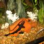 freshwater fish - apteronotus albifrons - black ghost knifefish stocking in 55 gallons tank - GK 2