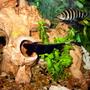 freshwater fish - apteronotus albifrons - black ghost knifefish stocking in 55 gallons tank - ghost, banded, gold gourami