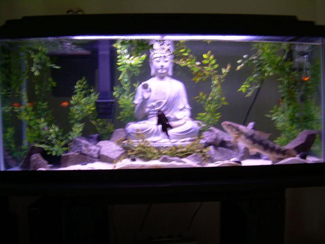 30 gallons freshwater fish tank (mostly fish and non-living decorations) - The Zen Aquarium