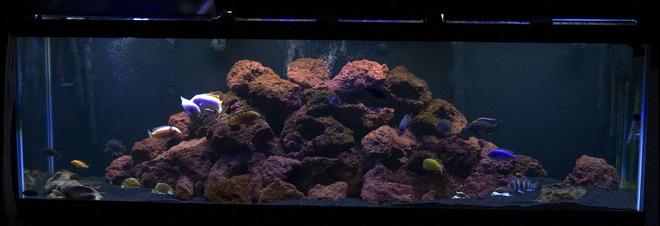 125 gallons freshwater fish tank (mostly fish and non-living decorations) - My tank ala Tahitian moon black sand