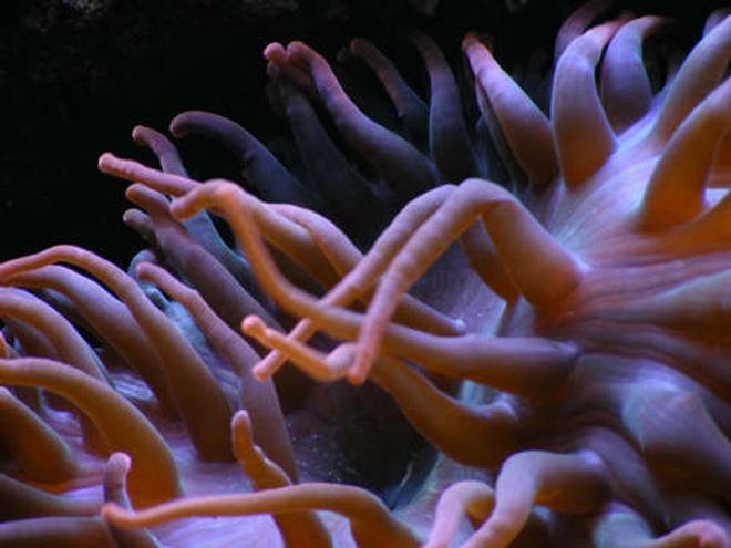 corals inverts - macrodactyla doreensis - long tentacle anemone stocking in 90 gallons tank - large anenome