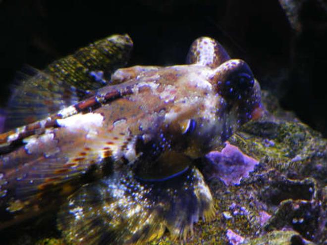 saltwater fish - synchiropus ocellatus - scooter blenny stocking in 90 gallons tank - scooter blenny