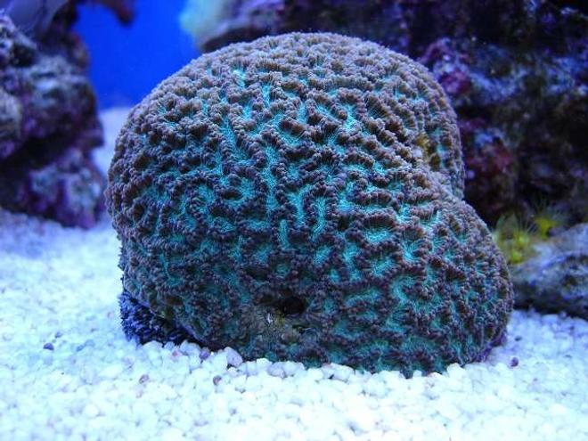 corals inverts - platygyra sp. - maze brain stocking in 140 gallons tank - Open brain coral