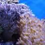 corals inverts - anthelia sp. - waving hand - blue stocking in 140 gallons tank - Xenia patch
