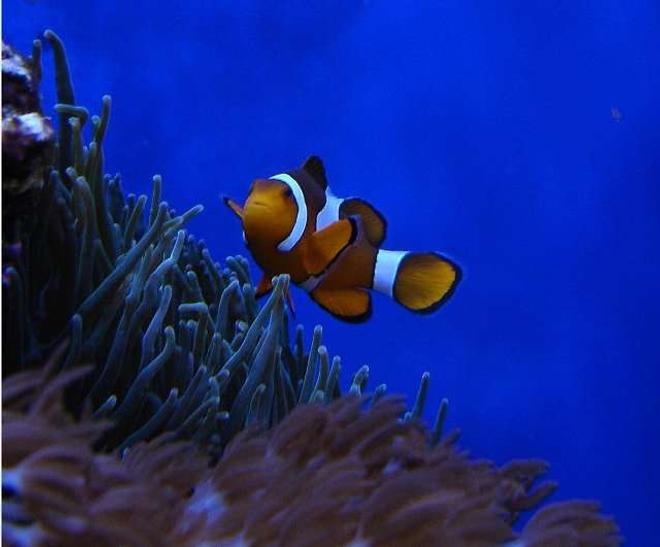 corals inverts - entacmaea quadricolor - bubble tip anemone stocking in 140 gallons tank - Clown over BTA