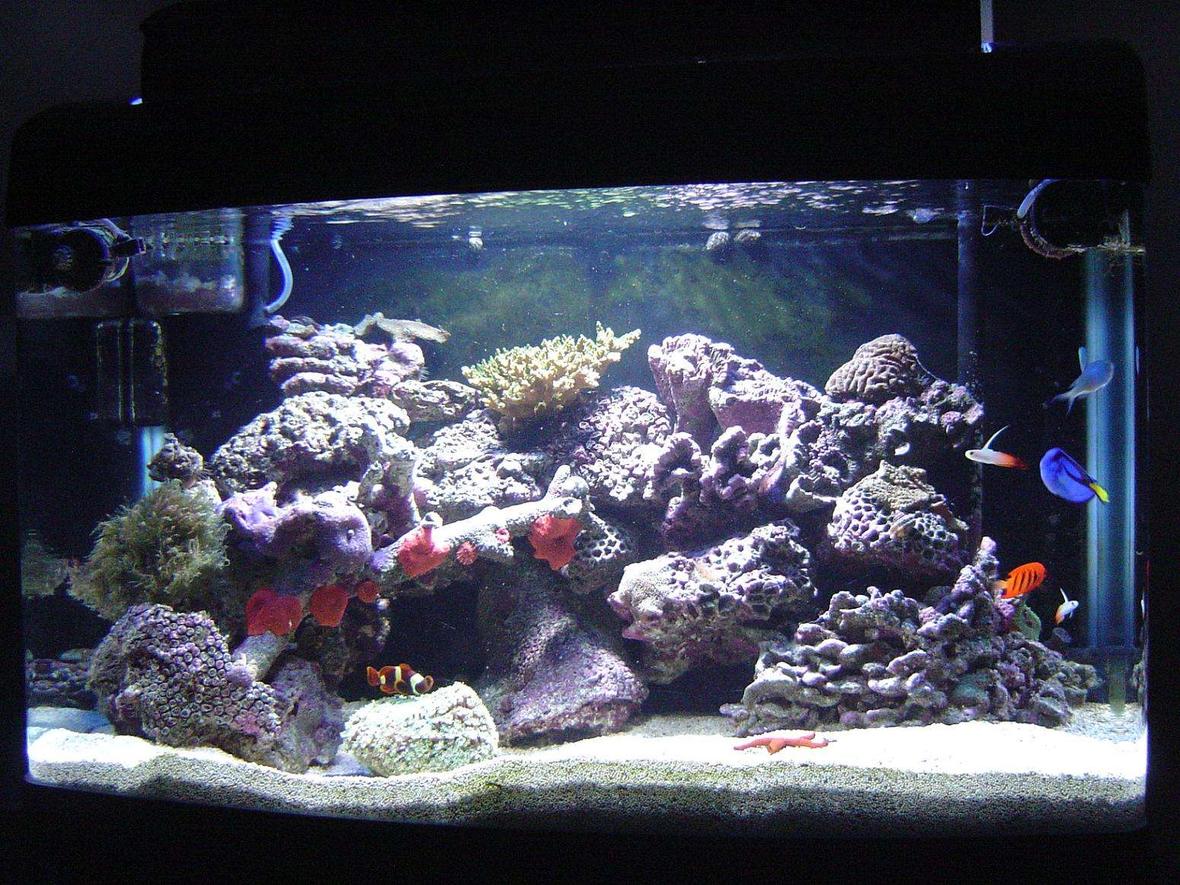 41 gallons reef tank (mostly live coral and fish) - My new reef