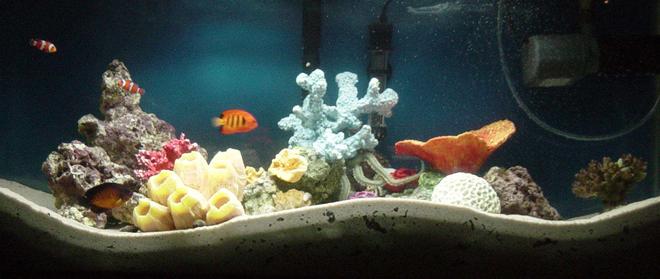 35 gallons saltwater fish tank (mostly fish, little/no live coral) - my 35 gallon fish only with live rock