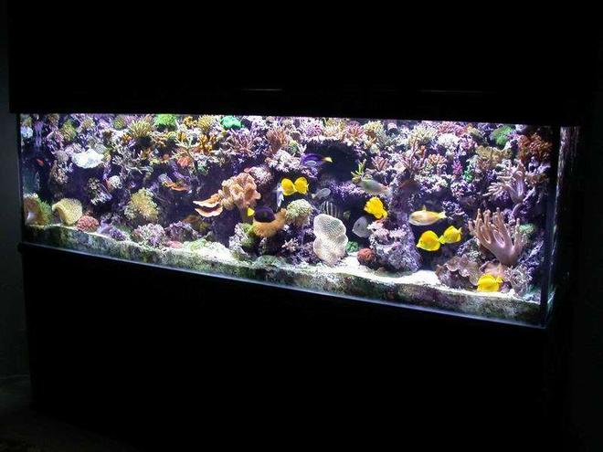 300 gallons reef tank (mostly live coral and fish) - I cant fit anything else in here !