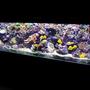 300 gallons reef tank (mostly live coral and fish) - I cant fit anything else in here !