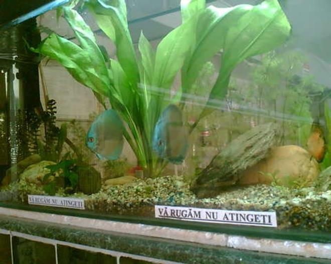 120 gallons planted tank (mostly live plants and fish) - Blue Diamond Pair