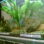 120 gallons planted tank (mostly live plants and fish) - Blue Diamond Pair