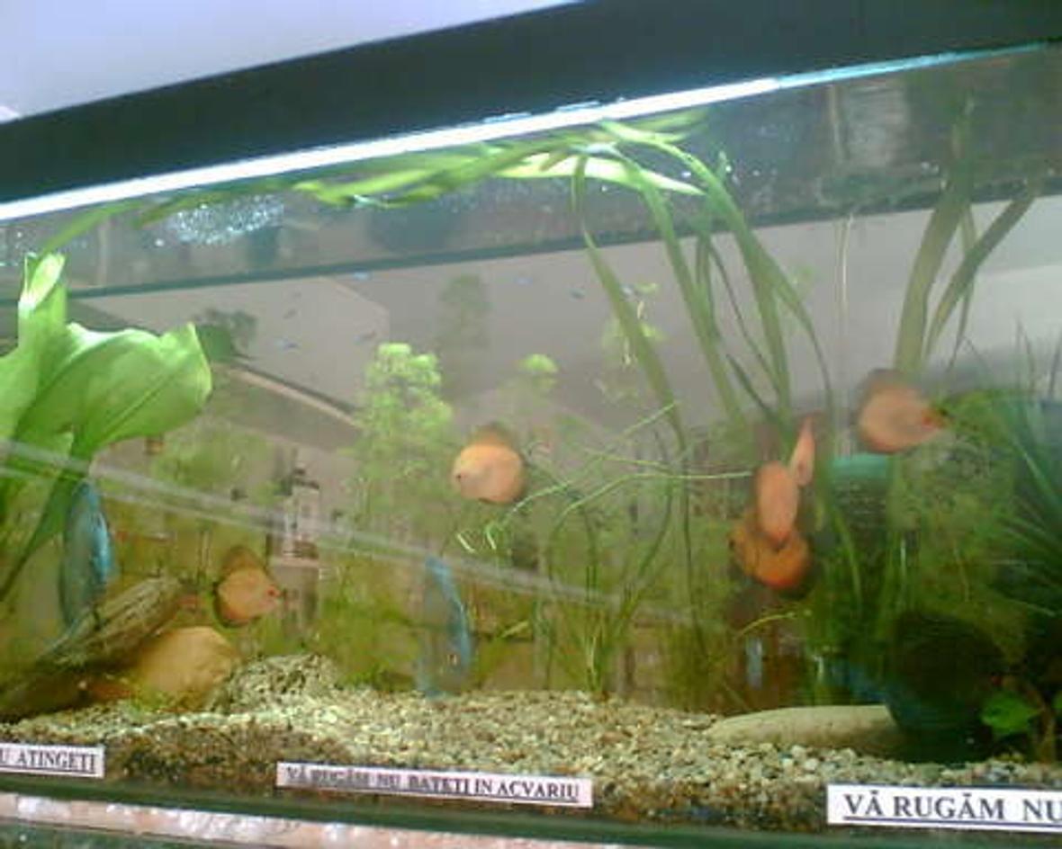 120 gallons planted tank (mostly live plants and fish) - none