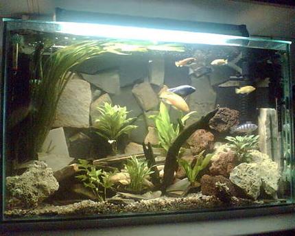 50 gallons planted tank (mostly live plants and fish) - My new setup
