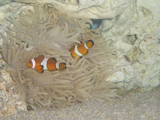 saltwater fish - amphiprion percula - true percula clownfish stocking in 29 gallons tank - My nutty clown