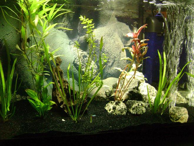 30 gallons planted tank (mostly live plants and fish) - Various Plants, 2 Neon Tetras