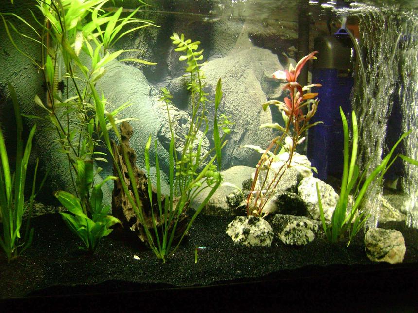 Rated #170: 30 Gallons Planted Tank - Various Plants, 2 Neon Tetras