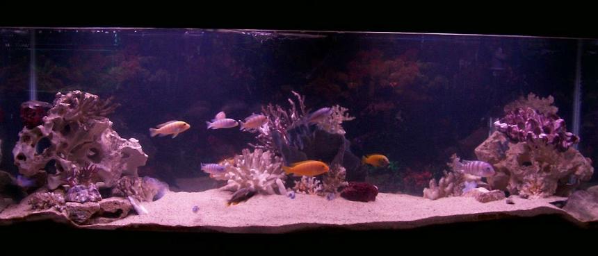 Rated #213: 55 Gallons Freshwater Fish Tank - my fake salt water tank!!