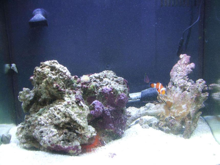Rated #77: 14 Gallons Saltwater Fish Tank - 14 gallon Bio Cube...only up and running for 6 weeks..plenty of room for more corals etc.