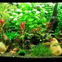 72 gallons planted tank (mostly live plants and fish) - Planted 72 bowfront (overflow) with rock and driftwood