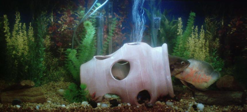 Rated #3622: 55 Gallons Freshwater Fish Tank - This 55 gal has our two adult oscars. They like their strawberry pot.there are four pieces of stigmaria focides , a root fossil from the lepodendron tree, approx. 307 million years old. Other than that, we kept everything else pretty natural but, we used good variety of natural colored stones and gravel. Plastic plants.