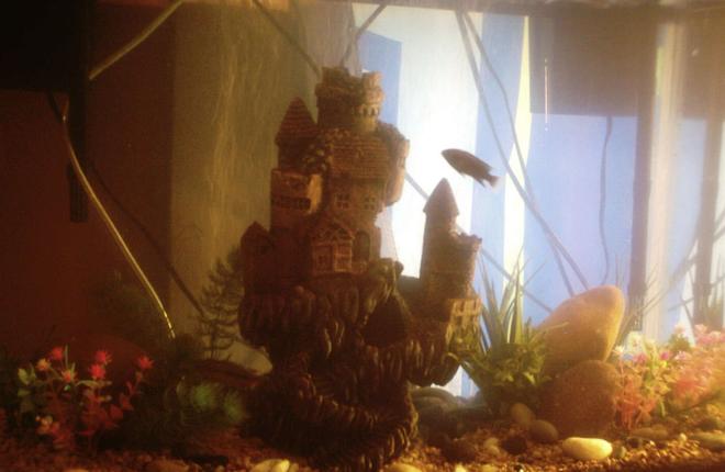 55 gallons freshwater fish tank (mostly fish and non-living decorations) - This is our 30 gallon cichlid  tank, we have three jack dempseys, and  two african cichlids. Our castle is the centerpiece of the tank, we also have natural large stones, plastic plants and river stones.