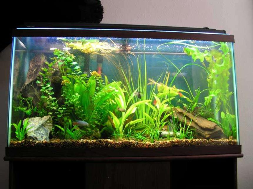 Rated #77: 39 Gallons Planted Tank - This is my tank