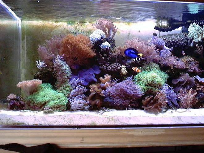 130 gallons reef tank (mostly live coral and fish) - My 130gallon Reef!!!