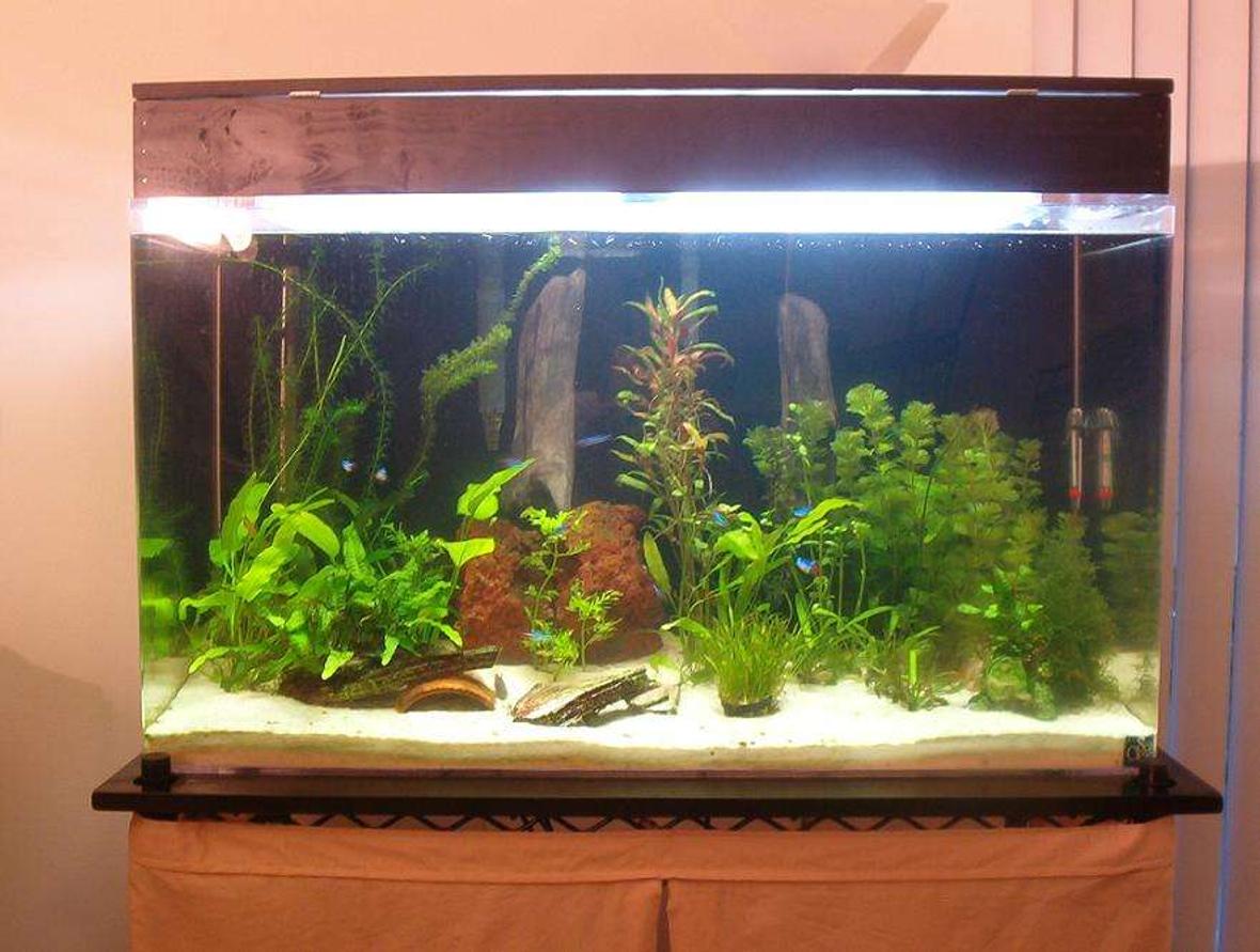 50 gallons planted tank (mostly live plants and fish) - This is a planted fish tank.