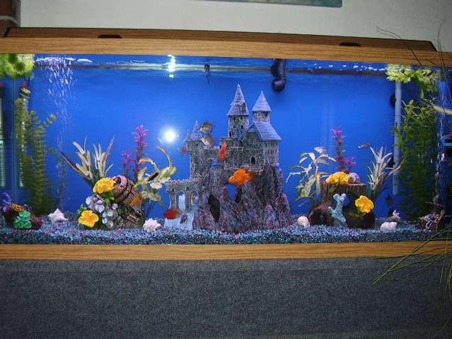 55 gallons freshwater fish tank (mostly fish and non-living decorations) - the babies house